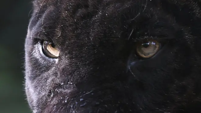 ตาของเสือดำ