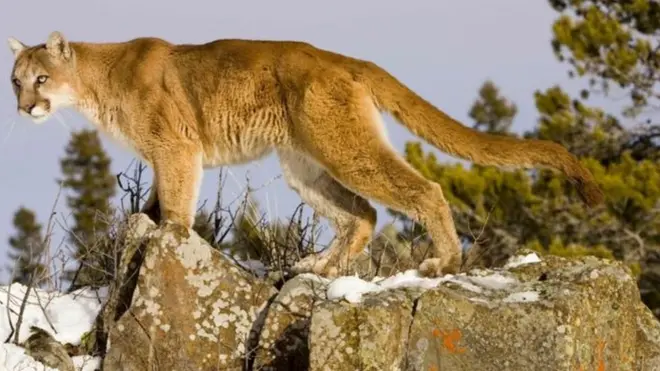 Mountain Lion