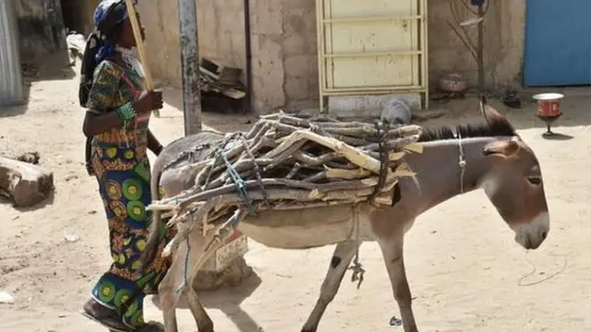 Harroonni kun dhalattoota Burundii miti