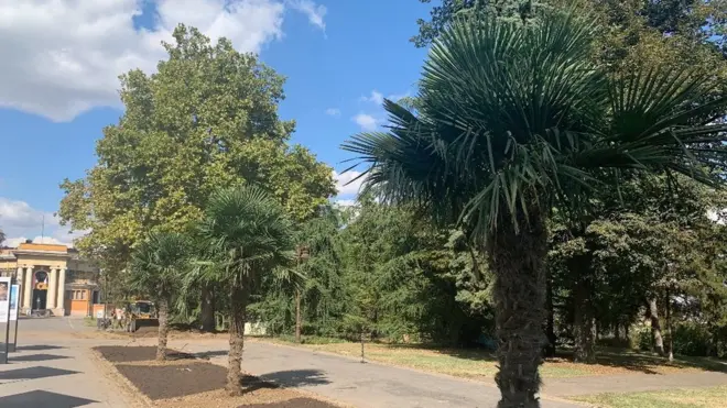 Palme na Kalemegdanu