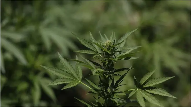 Nchini Morocco bangi hulimwa zaidi kwenye maeneo ya milima