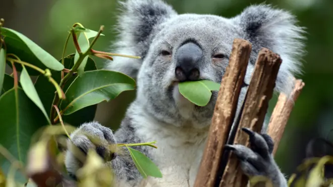 Рацион коал почти полностью состоит из листьев эвкалипта. Лесные пожары и вырубка лесов привели к резкому сокращению среды их обитания