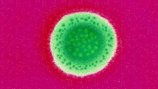 The Lassa virus