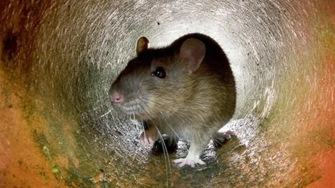 انڈیا کی شمال مشرقی ریاست بہار میںگذشتہ برس حکام نے شراب نوشی کے بعد سیلاب کا ذمہ دار بھی چوہوں کو ہی ٹھہرایا تھا