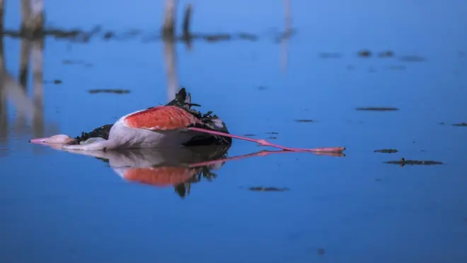 مرگ مشکوک هزاران پرنده مهاجر نگران‌کننده است