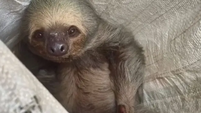 구조된 나무늘보