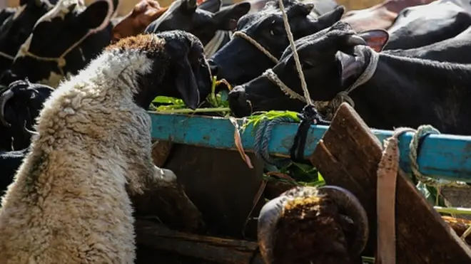 Obodo Zimbabwe ehiwela iwu azụmahịa ha ọhụrụ nke gụnyere iji anụmanụ ndụ ịkwụ ụgwọ ụlọakwụkwọ