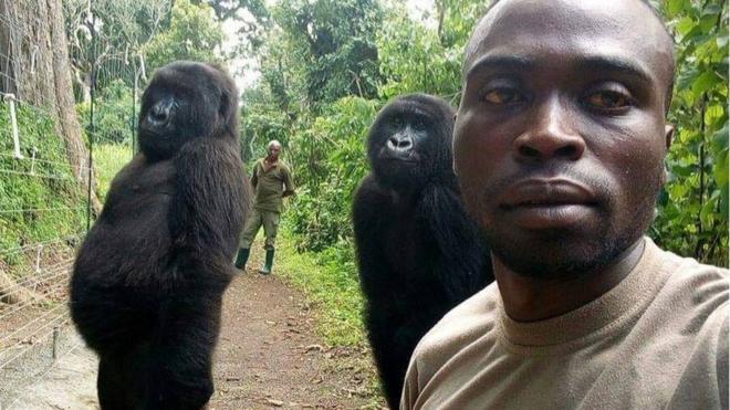 刚果维龙加国家公园的两只大猩猩摆姿势