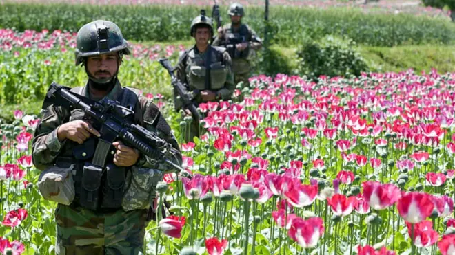 Soldados pasan por un cultivo de flores de amapola en Afganistán.