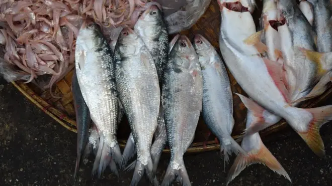 Cá hilsa là thức ăn chủ yếu của người dân tại Myanmar và Bangladesh