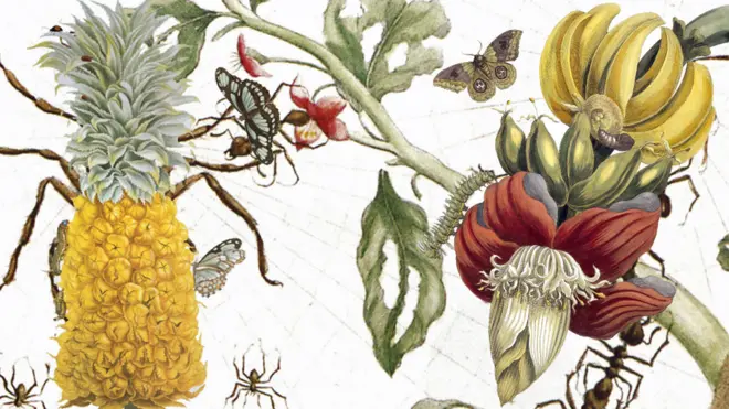collage de imágenes de maria merian
