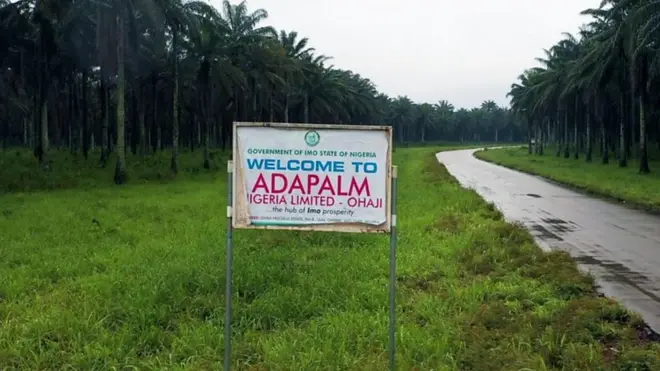 AdaPalm: Ị nụla maka ogige a nwere osisi nkwụ karịrị 640,000?