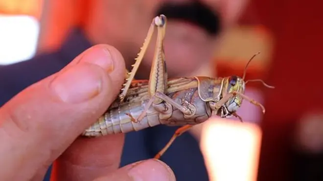 ایک کویتی دکاندار کویت سٹی کے ایک بازار میں ٹڈی فروخت کر رہا ہے