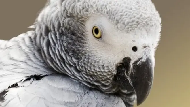 серый попугай