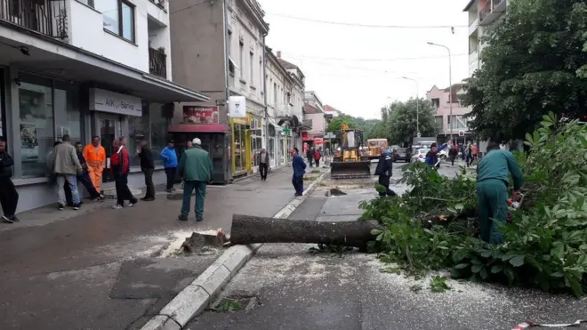 Prvo stablo posečeno je u nedelju