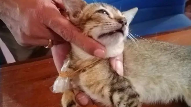 Le chat portant le sachet d'héroine au cou