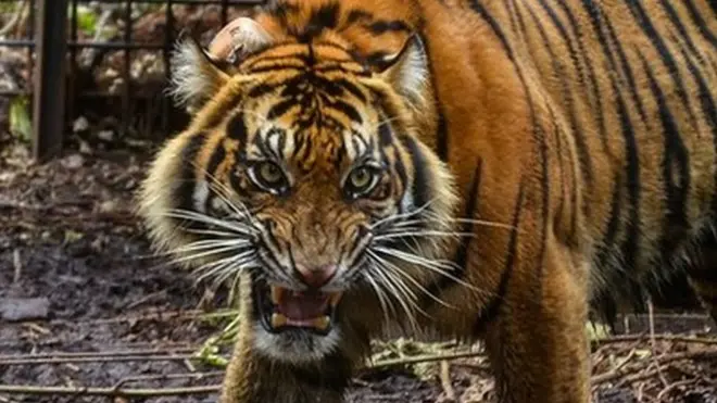 అంతరించిపోతున్న పులుల జాబితాలో సుమత్రా జాతి కూడా ఉంది (ఫైల్ ఫొటో)