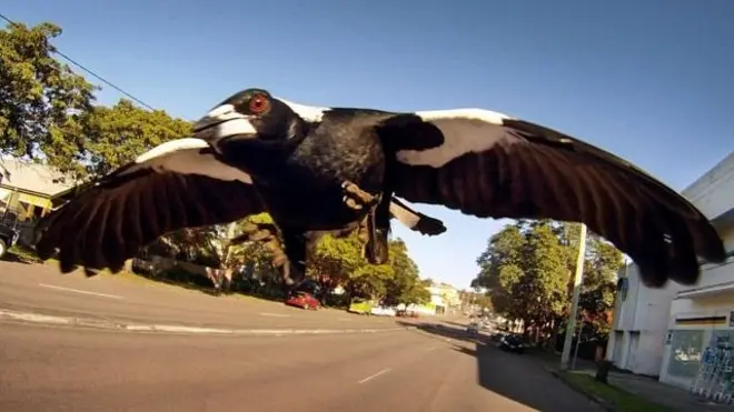 Тажовузкор олашақшақ ҳудудига кирган одамларни ёқтирмасди.