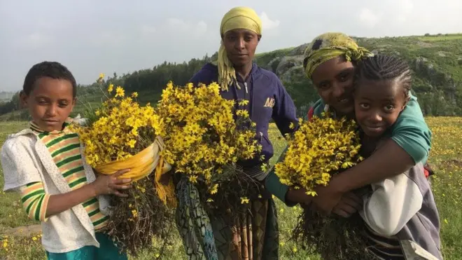 Torbeen Adoolessa 13 dura jiru, Harawaatoo jedhamee beekama