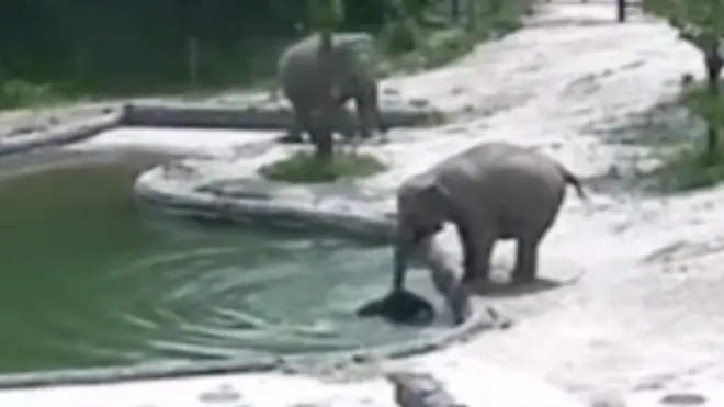 слони і слоненя