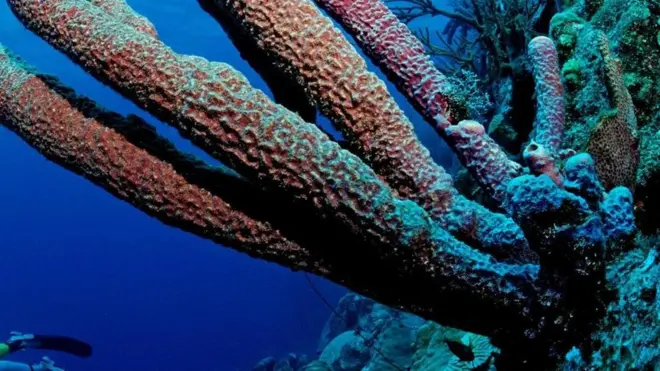 شعاب مرجانية