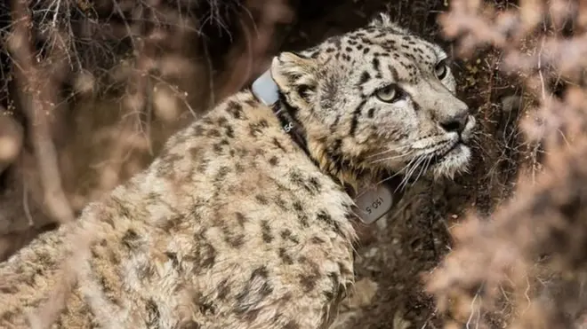 शे-फोक्सुण्डोको सामलिङ नाम दिइएको हिउँ चितुवा हो। स्याटेलाइट कलर जडान गरेपछि यो निकुञ्जको उत्तरपश्चिमी क्षेत्रमा विचरण गरिरहेको बताइएको छ।