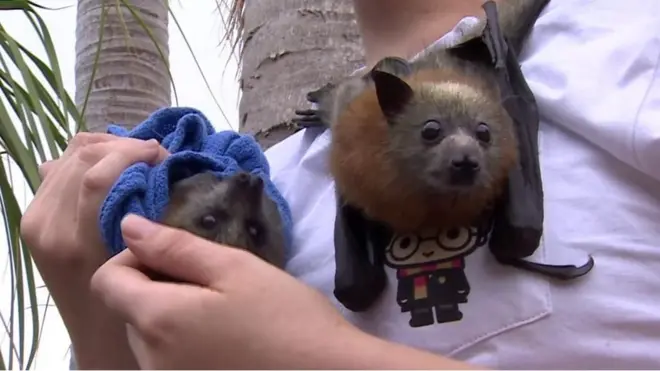 استراليا اور