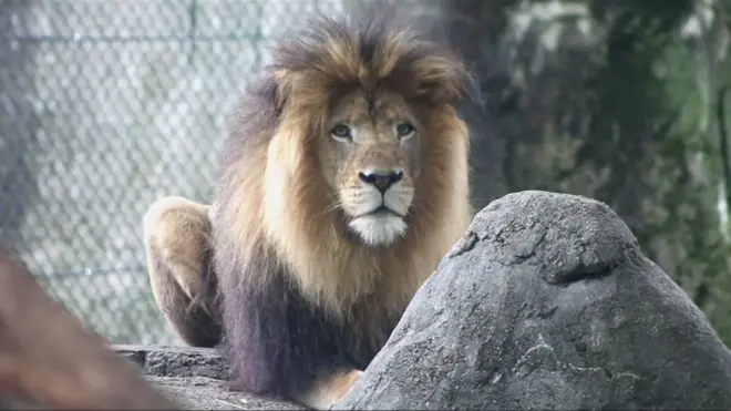 Lion Nyack of Indianapolis Zoo