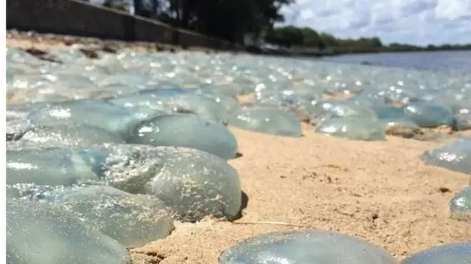 Kendati kehadiran ubur-ubur seperti ini merupakan pemandangan umum di pantai timur Australia, tetapi jarang terlihat dalam jumlah ribuan.