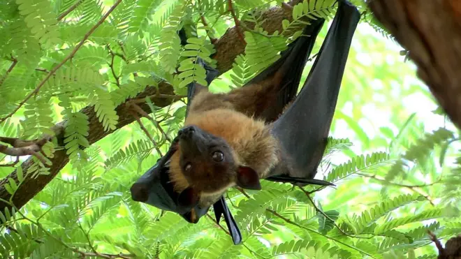 చెట్టుమీద గబ్బిలాలు