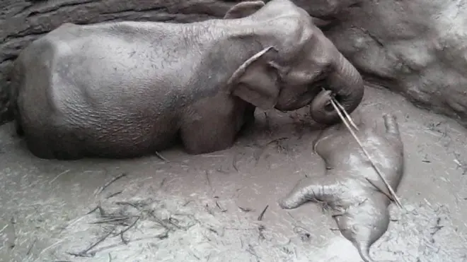 පැටවා බේරා ගැනීමට වෙර දරන ඇතින්න