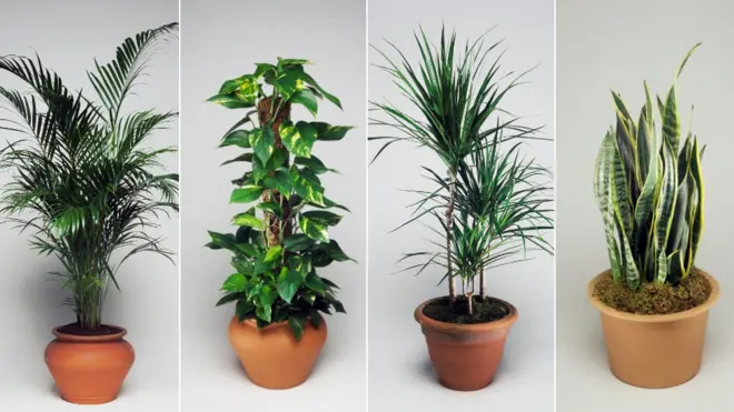 కుడి నుంచి ఎడమకు: అరికా పామ్, డెవిల్స్ ఐవీ, డ్రాగన్ ట్రీ, స్నేక్ ప్లాంట్.. వీటన్నిటికీ విషాన్ని పీల్చుకునే గుణాలున్నాయని చెప్తారు