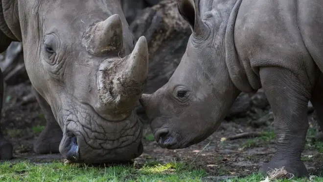Rhinoceros dey among animals wey remain small for di world