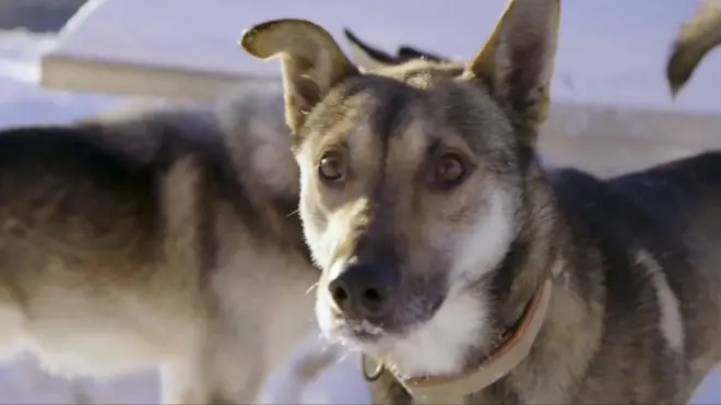 絶対に犬たちと一緒に帰る、コロナ禍でアラスカに10週間