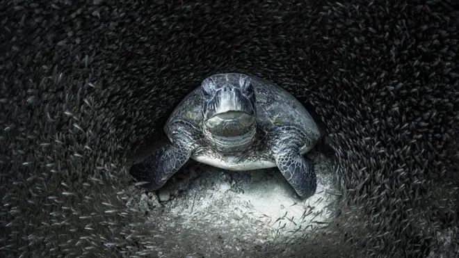 گلاس فِش سے گھِرا سبز سمندری کچھوا