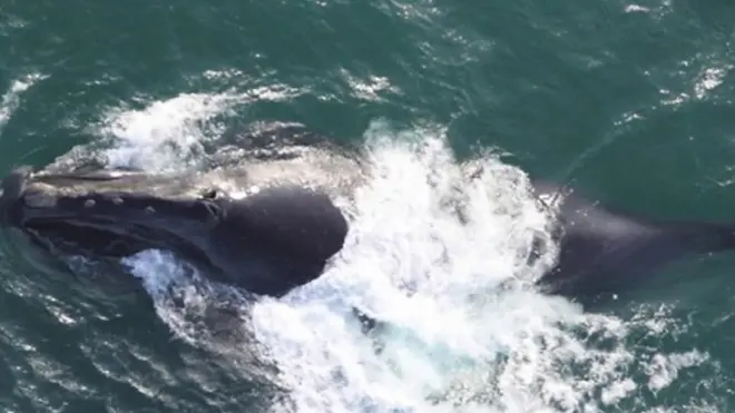 Ballena franca del Pacífico norte