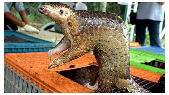 A trafficked pangolin is seen out of its cage in Kuala Lumpur in 2002