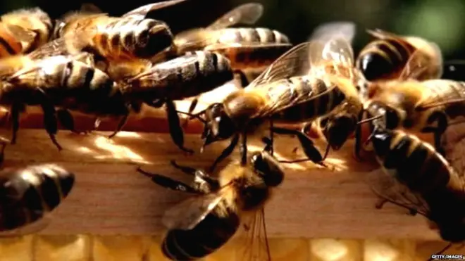 किटकांच्या अनेक प्रजाती होतायेत नष्ट, पण माशा आणि झुरळ्यांच्या संख्येत वाढ