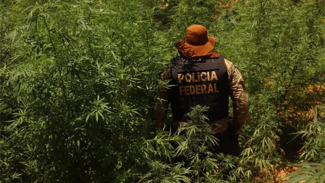 A postura restritiva do governo Bolsonaro é oposta a diversos países, que já liberaram o uso medicial e recreativo da cannabis