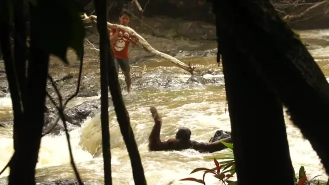 อุรังอุตัง