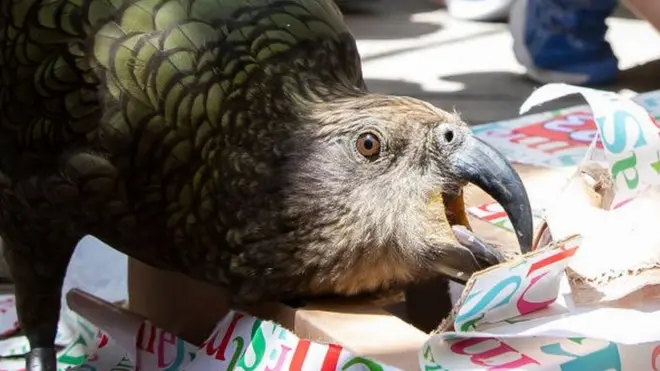 Попугай кеа - большой озорник