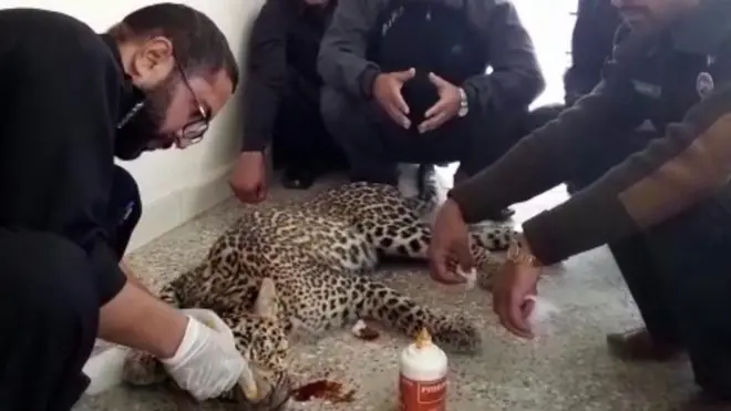 ایبٹ آباد کے قریب سے ملنے والا تیندوا