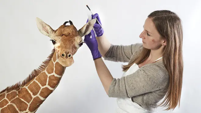 Giraffe