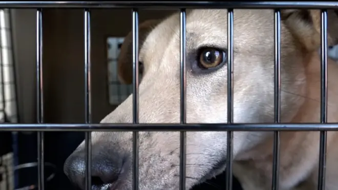 สุนัขในกรง