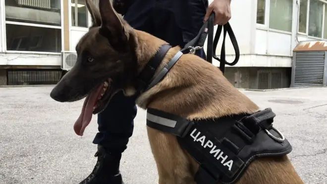 pas nero carina srbije