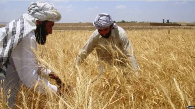 जीन मैपिंग, गेहूं