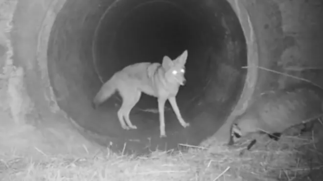 The two were spotted working and playing together.