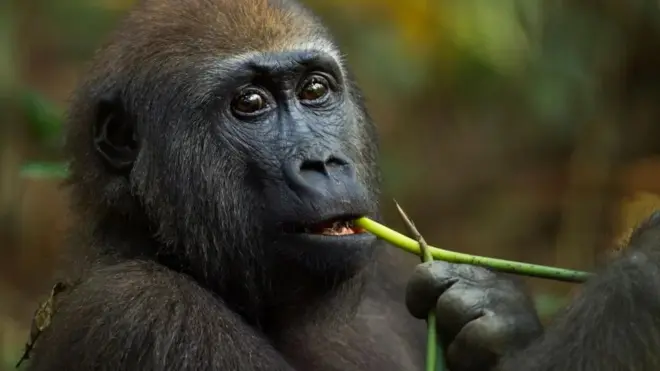 Fewer than 150,000 western lowland gorillas survive in the wild in Central and West Africa