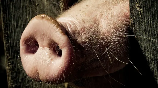 Поставки свинины в Россию из Европы по-прежнему остаются под запретом из-за продуктового эмбарго