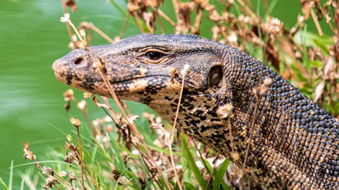 ชุมชนหลายแห่งในอินโดนีเซียบริโภคเนื้อตัวเงินตัวทองเป็นประจำ